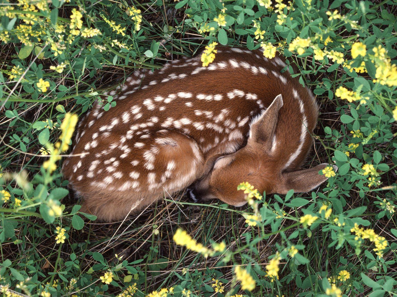 Animals_112