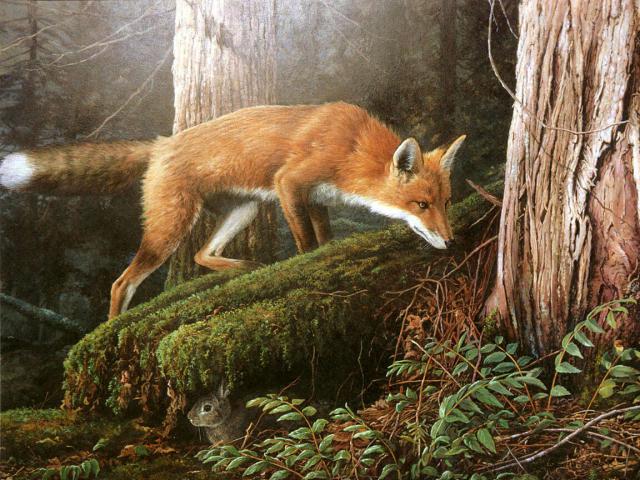 Animals_115