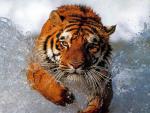 Tiger_11