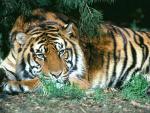 Tiger_12