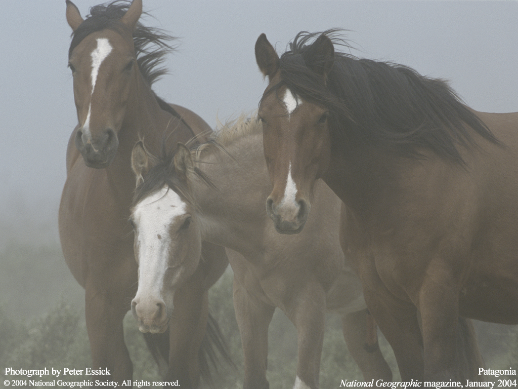 Animals_123
