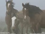 Animals_123