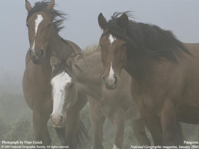 Animals_123