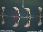 Animals_124