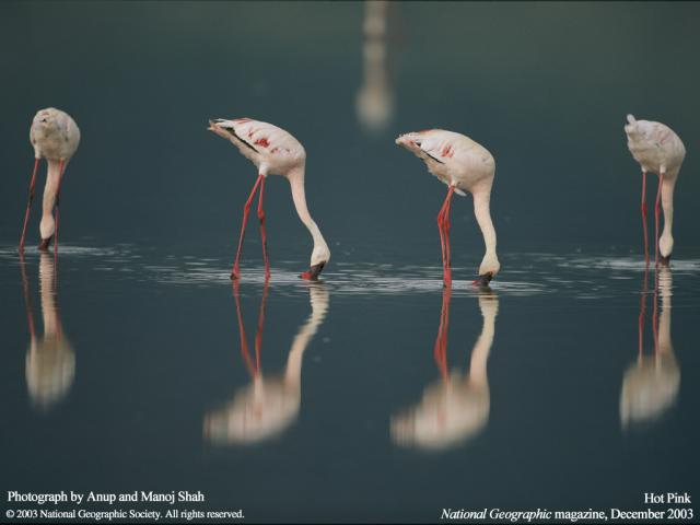 Animals_124