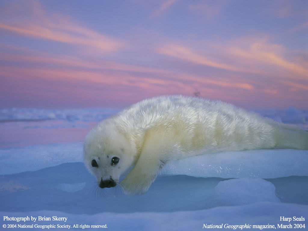 Animals_125