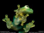 Animals_126