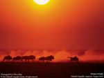 Animals_130