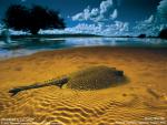 Animals_132