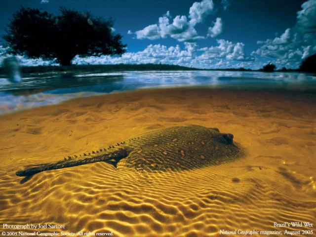 Animals_132