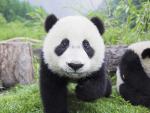 Panda_Babies