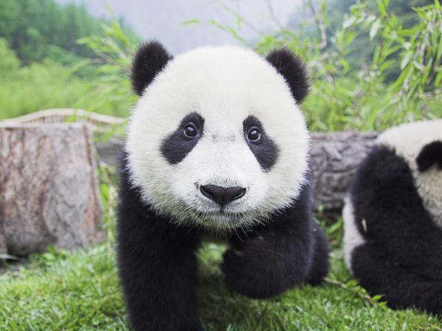 Panda_Babies
