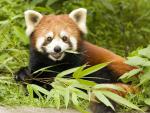 Animals_138
