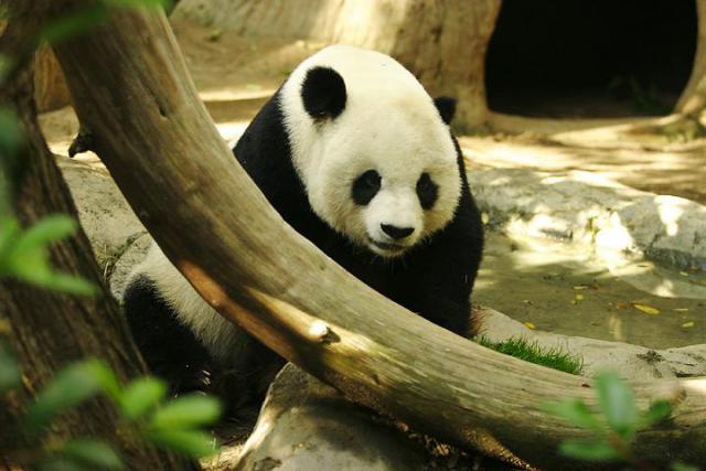 Animals_141
