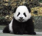 Animals_145