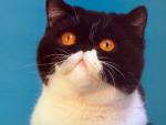 cat_125