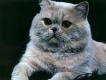 cat_127