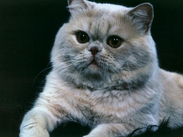 cat_127