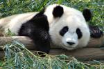 Animals_143