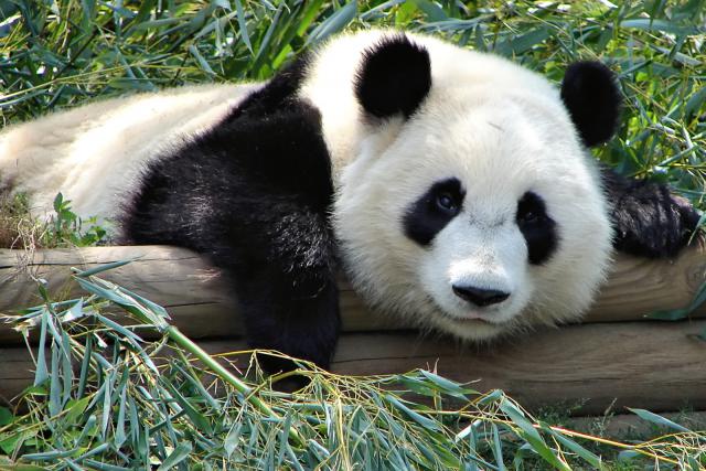 Animals_143