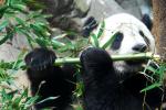 Animals_146