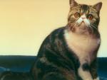 cat_128