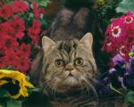 cat_131