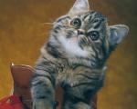 cat_132