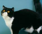 cat_134