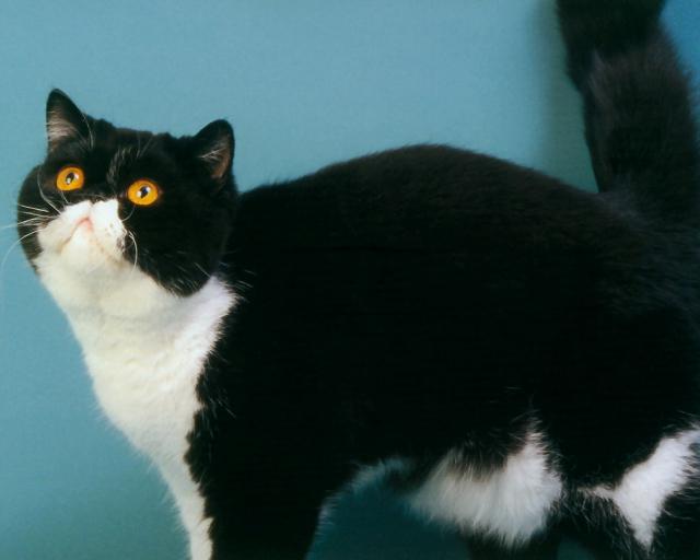 cat_134