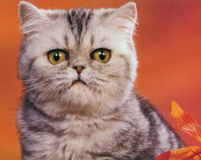 cat_135