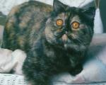 cat_136