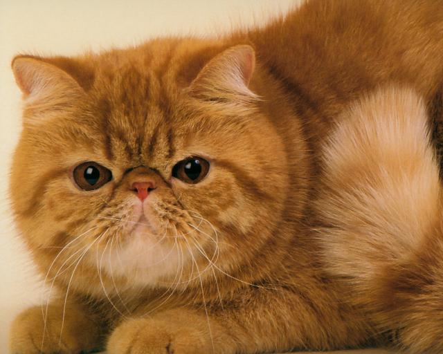 cat_137