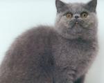 cat_139