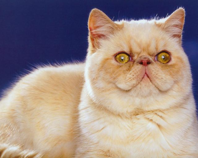 cat_142