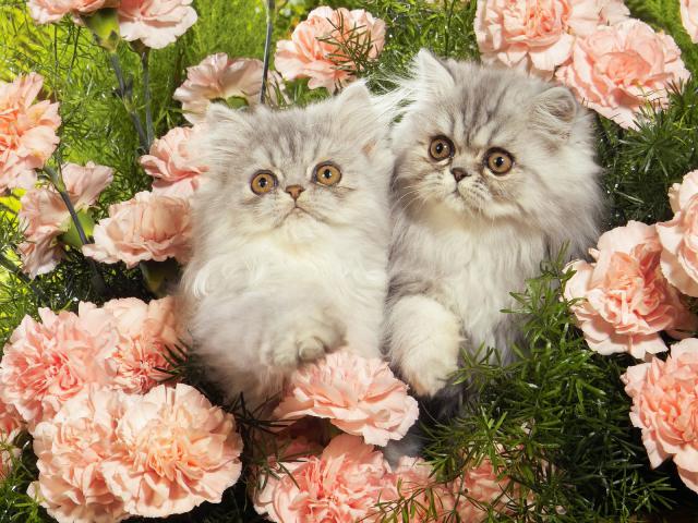 cat_144