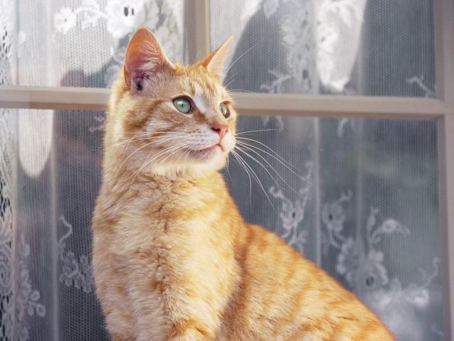 cat_145