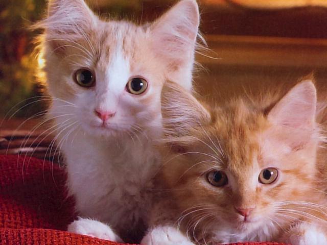 cat_146