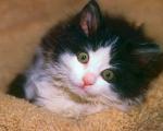cat_152