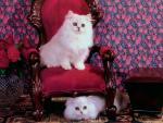 cat_153