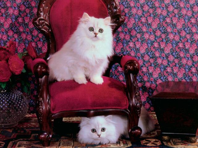 cat_153