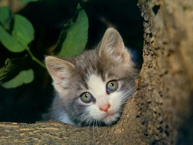 cat_162