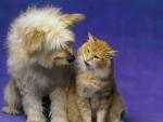 cat_168