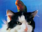 cat_173