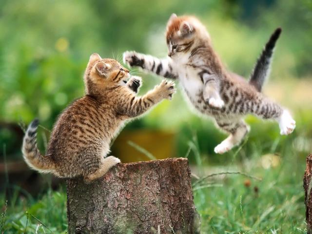 cat_177