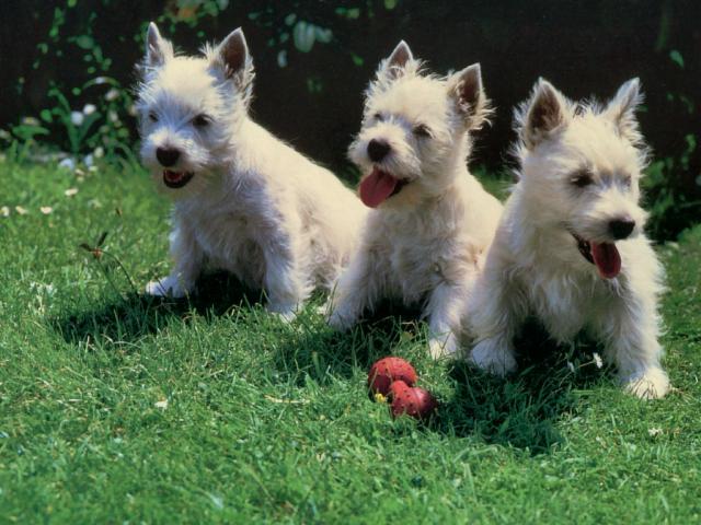 dog_374