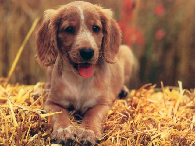 dog_378