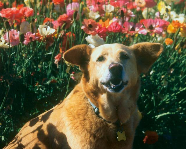 dog_379