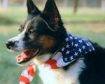 dog_380