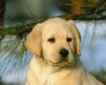 dog_381